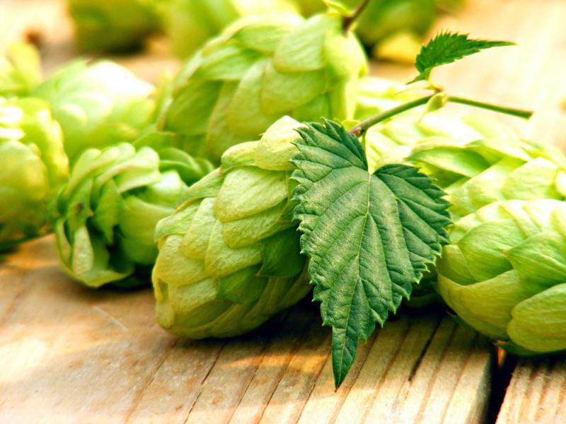 精酿啤酒 | 酒花制品的种类及特点有哪些？